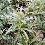 Xperia E4g foto 004