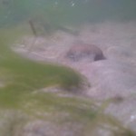 Xperia M4 Aqua foto 005
