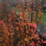 Xperia Z5 Premium foto 014