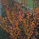 Xperia Z5 Premium foto 015