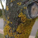 Xperia Z5 Premium foto 021