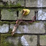Lumia 950 XL foto 017
