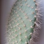 Xperia X foto 001