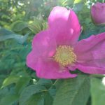 Xperia X foto 008