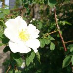 Xperia X foto 025