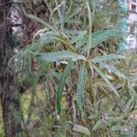xperia-xz-foto-008