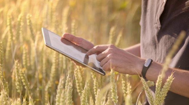 Latvijā izstrādāta Baltijā pirmā interneta graudu tirdzniecības platforma AgroPlatforma
