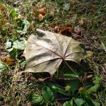 IMG_20180731_111032