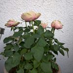 IMG_20190418_195045