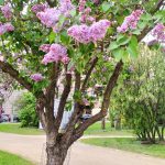 IMG_20190514_144549