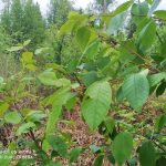 IMG_20190517_183649