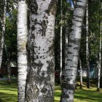 IMG_20190906_130351