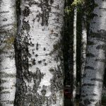 IMG_20190906_130356
