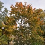 IMG_20191002_143836922_HDR