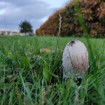IMG_20191010_175607