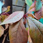 IMG_20191103_134906