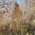 IMG_20200327_172506