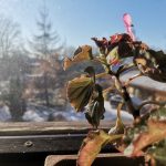 IMG_20200331_094526