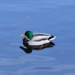 IMG_20200331_175431