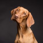 dog-3277416_1920