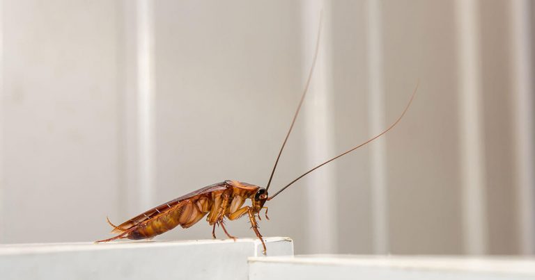 Radīts risinājums, lai ar lāzeru iznīcinātu prusakus