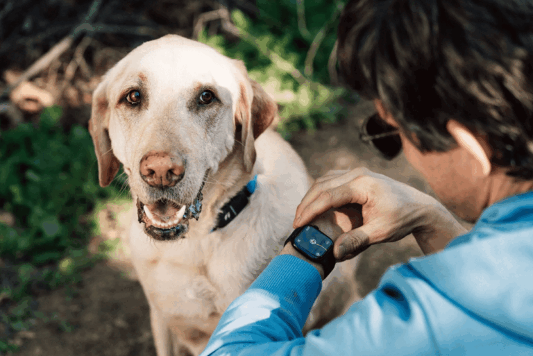 Radīta ar MI darbināta suņu kakla siksna, kas ļauj uzraudzīt mīluļa uzvedību ar “Apple Watch”