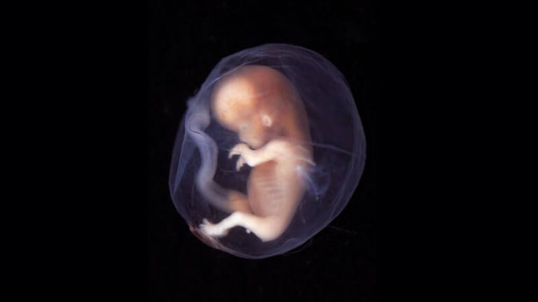 Ķīna orbitālajā stacijā pēta cilvēka embrionālo attīstību bezsvara stāvoklī